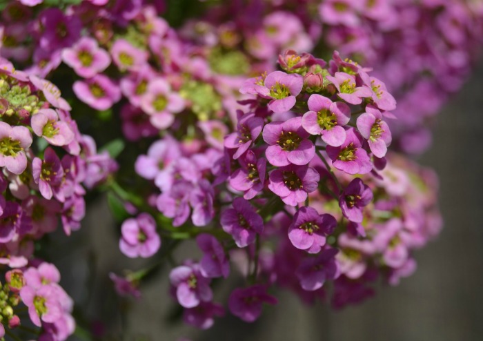 sweet alyssum tolerates the cold well