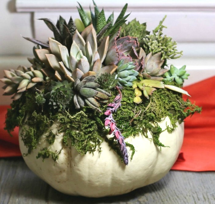 Succulents and pumpkins make a great fall decor choice