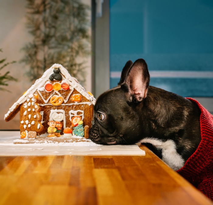 Bulldog sniffing a gingerbread house.