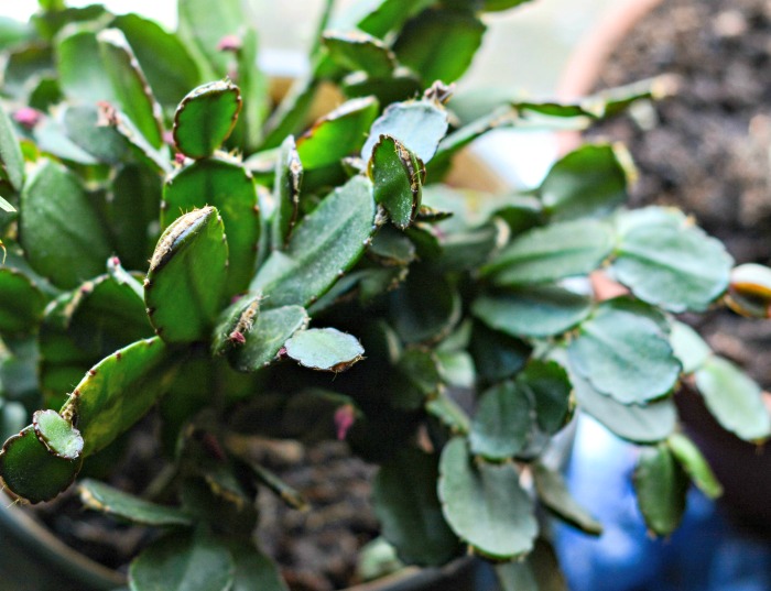 Christmas cactus with no buds
