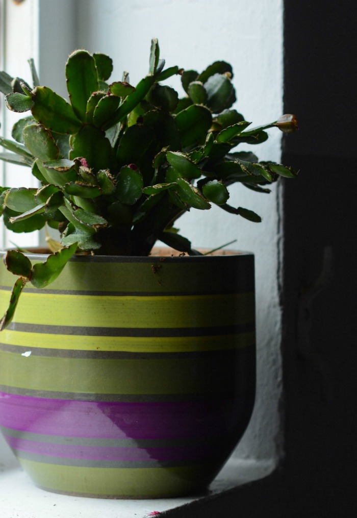 Christmas cactus plant in a dark room.