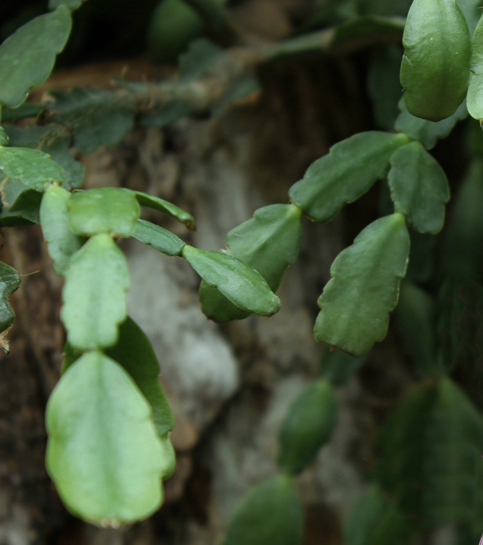 Leaves of a Christmas cactus are scalloped shaped.
