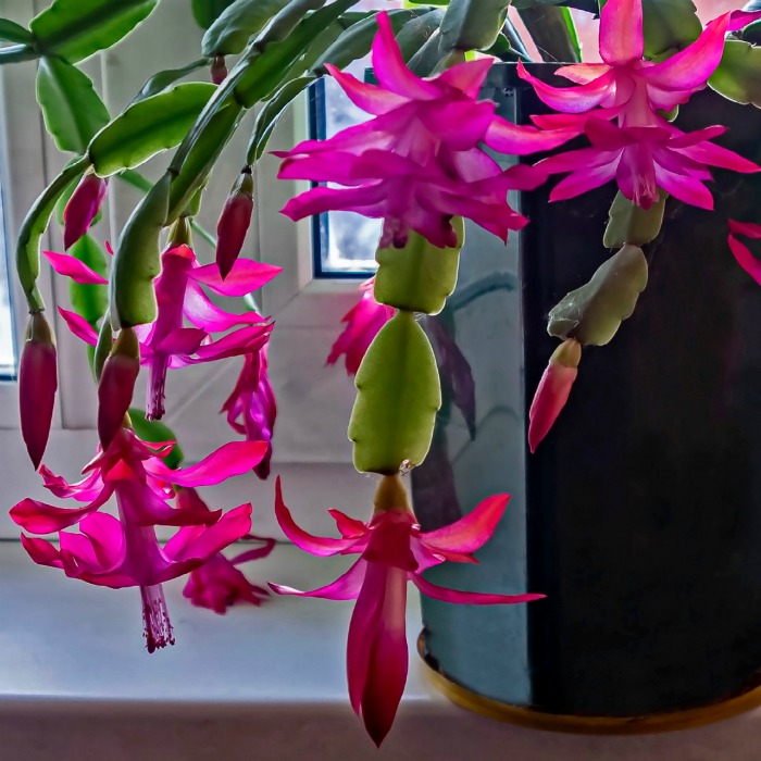 Christmas Cactus Blooming – How to Get a Holiday Cactus to Flower Each Year