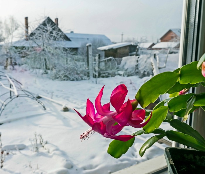 Christmas cactus in flower with snow outside a window.