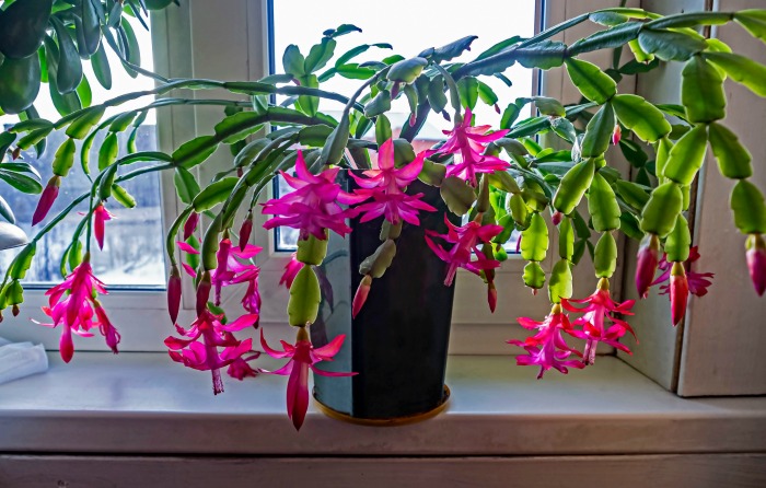 Matyure Christmas cactus on a window sill in flower.