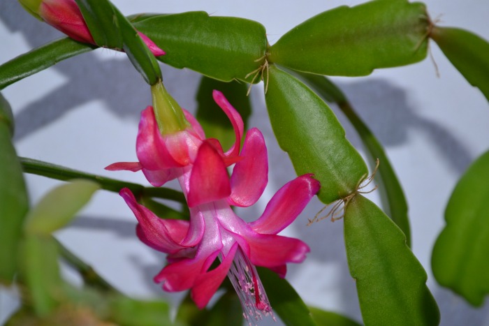 closeup of pink Christmas flowering cactus
