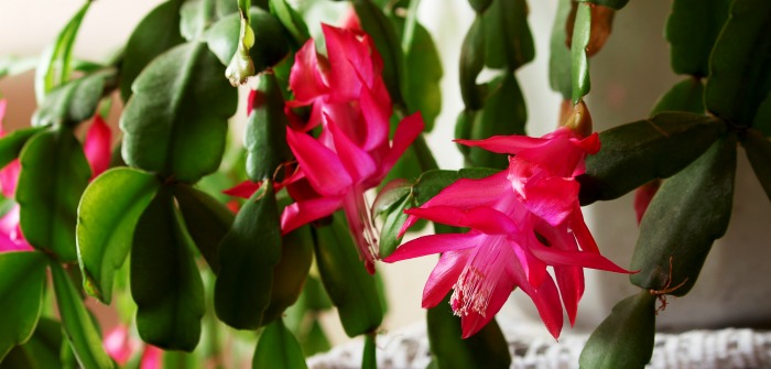 Christmas cactus blooming with Pink flowers.