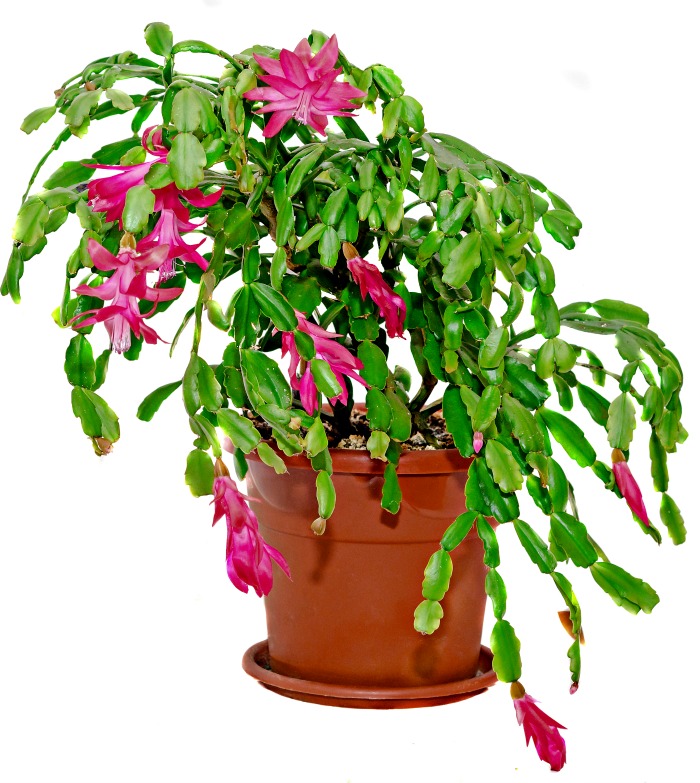 Mature Christmas cactus in a pot with pink flowers.