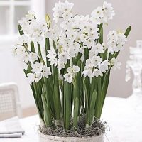 10 Ziva Paperwhites 13-15cm- Indoor Narcissus: Narcissus Tazetta: Nice, Healthy Bulbs for Holiday Forcing!!