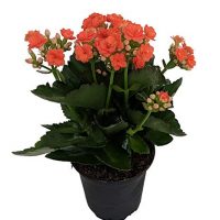 'Christmas Rosebud Orange Kalanchoe' - Calandivia - 4" Pot - In Bud and Bloom