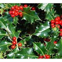 Nellie R Stevens Holly - Healthy Plants &ndash; Potted Plant - Super Roots - 3 Pack
