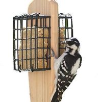 Birds Choice 2-Cake Hanging Suet Feeder