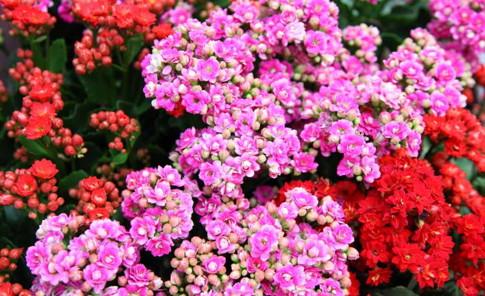 Pink and red Christmas Kalanchoe plants in flower.