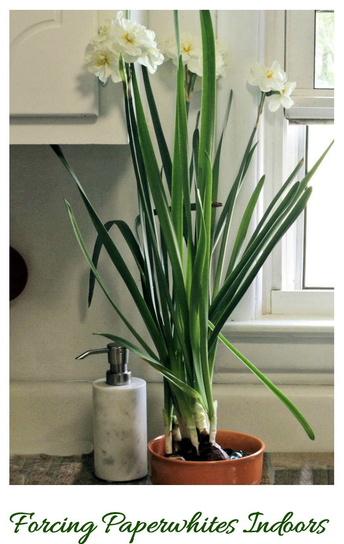 How to force paperwhite bulbs indoors in the winter