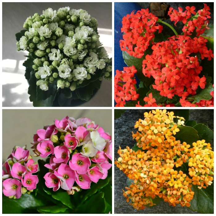 Kalanchoe Blossfeldiana Care – Growing Flaming Katy – Widow’s Thrill – Christmas Kalanchoe