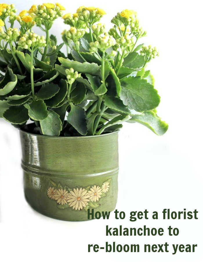 Yellow kalanchoe in a green pot with words "how to get a florist kalanchoe to re-bloom next year.