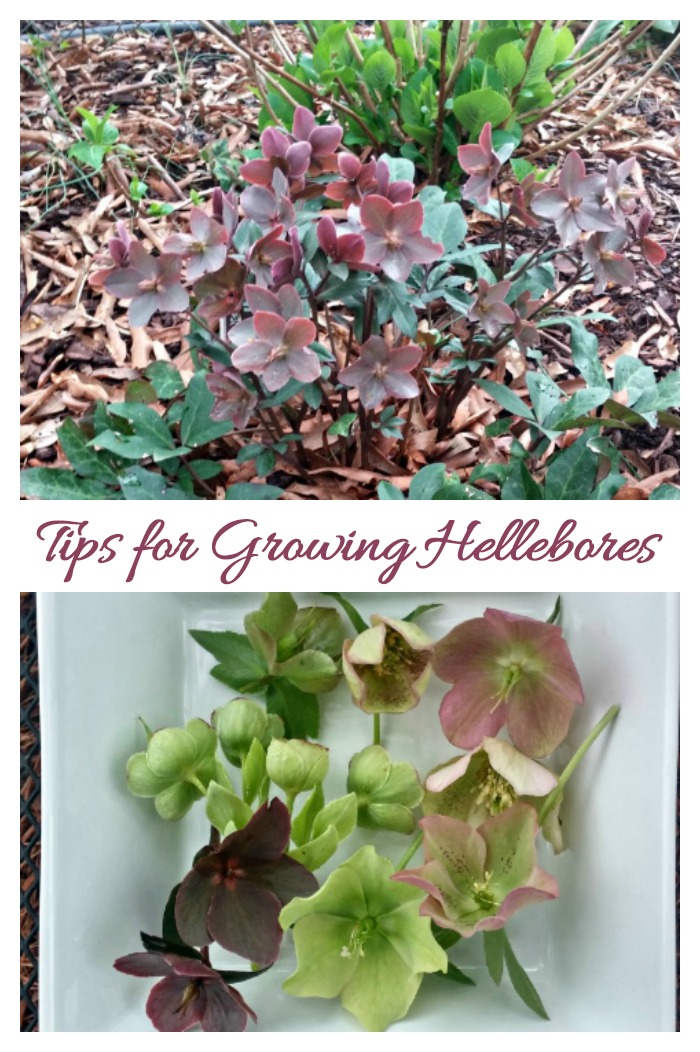 Tips for growing hellebores