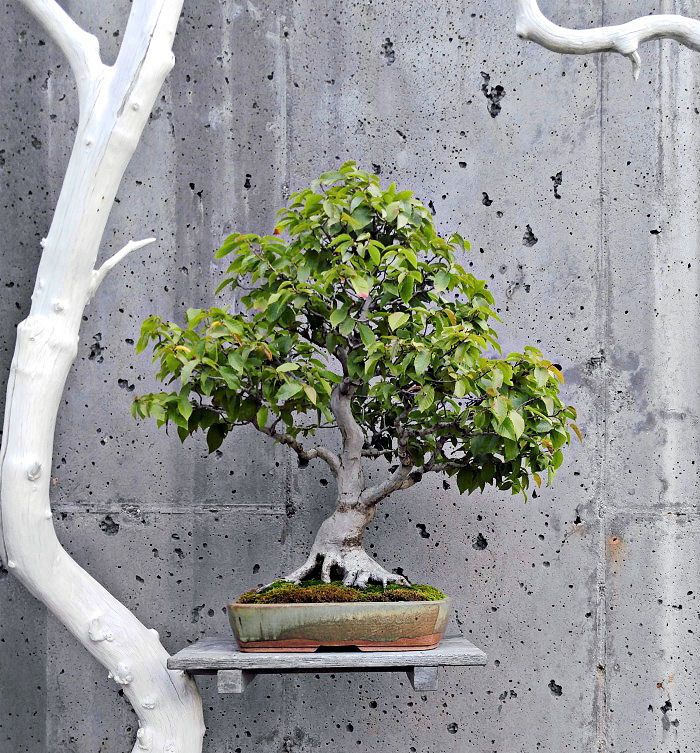American hornbeam bonsai