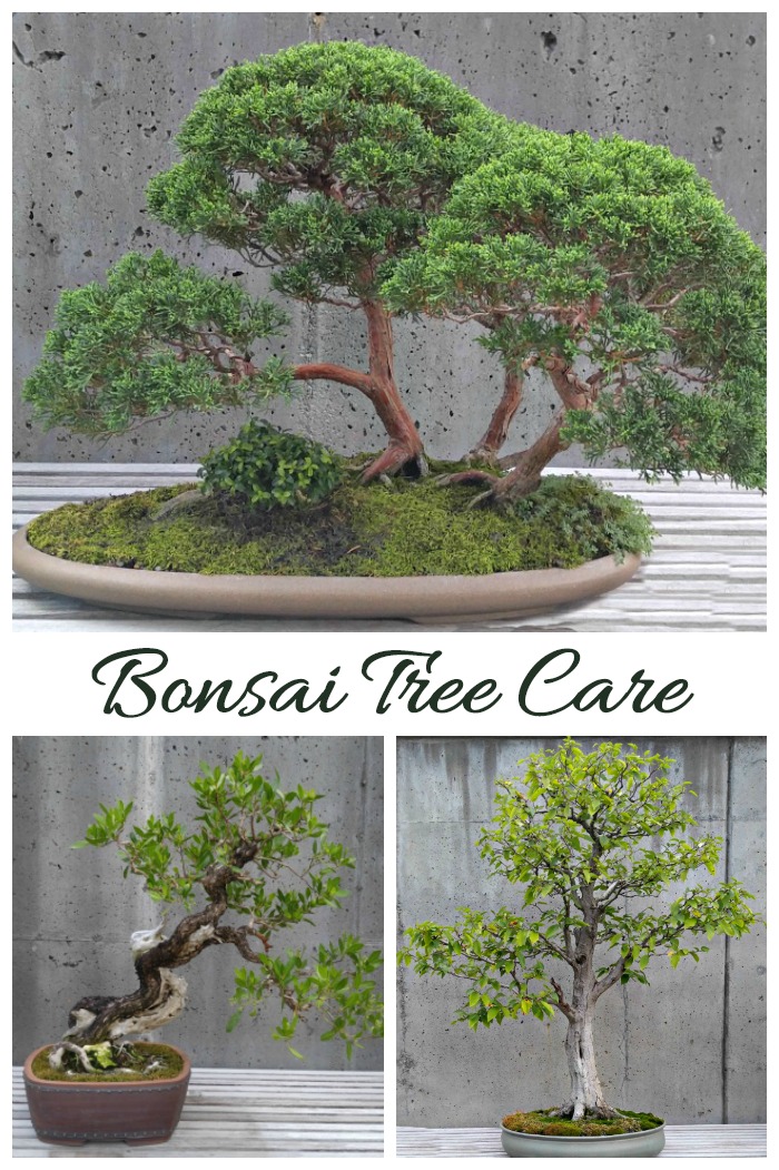 Bonsai tree care and Information. Tips for growing bonsai trees.,
