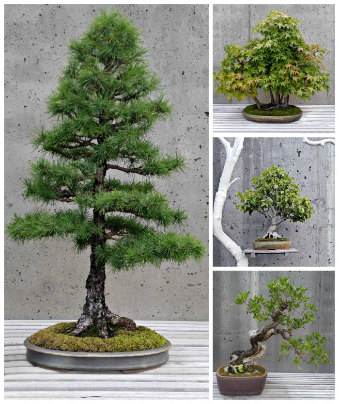 Bonsai trees collection
