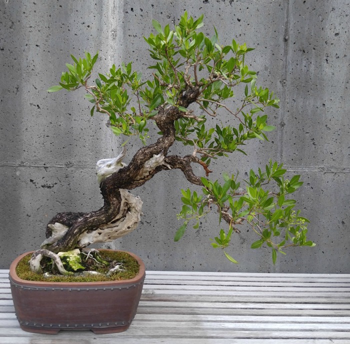 Buttonwood Bonsai tree