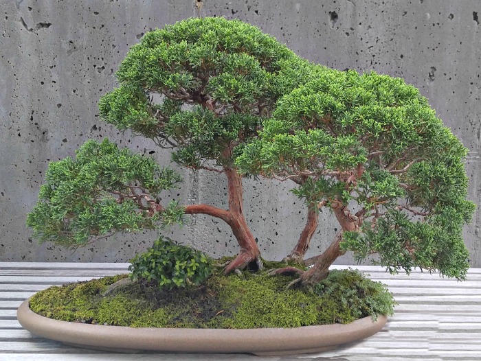 Creeping Thyme Bonsai tree