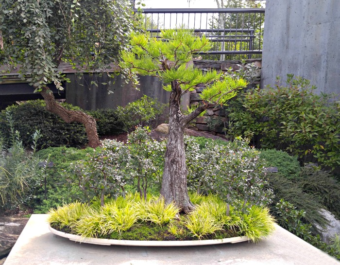 Pond cypress bonsai plant - find out about bonsai tree care