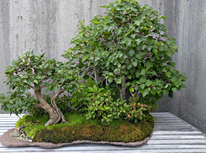 Mixed bonsai planter with Japanese horn beam, and spirea, as well as red maple and dryland blueberry trees.