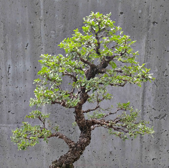 Shaping a bonsai tree
