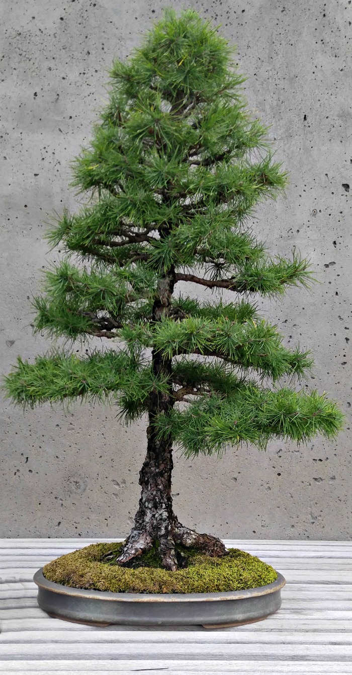 Tamarack Bonsai tree