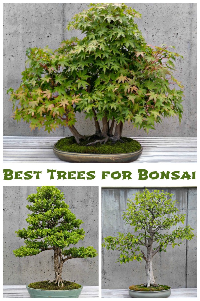 Best Trees for bonsai plants
