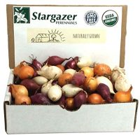 Stargazer Perennials Mixed Red, White and Yellow Onion Sets 8 oz | Organic Non-GMO Bulbs - Easy To Grow Onion Assortment