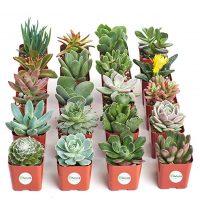 Shop Succulents Unique Succulent (Collection of 20)