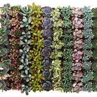 Shop Succulents Premium Pastel Succulent (Collection of 32)