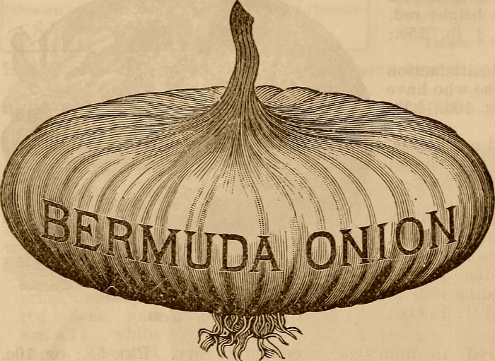 Bermuda onion illustration