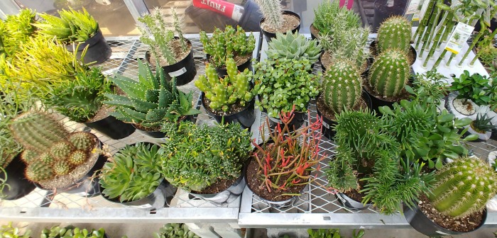 Big succulents are normally very easy to grow.