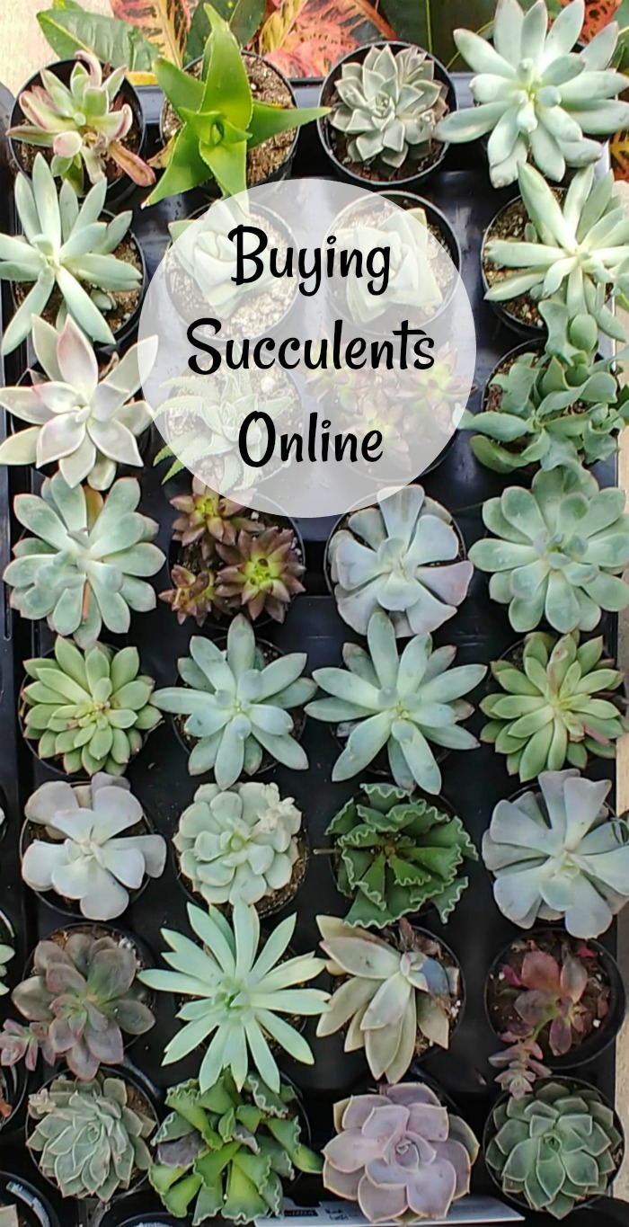 Tips for buying succulents online