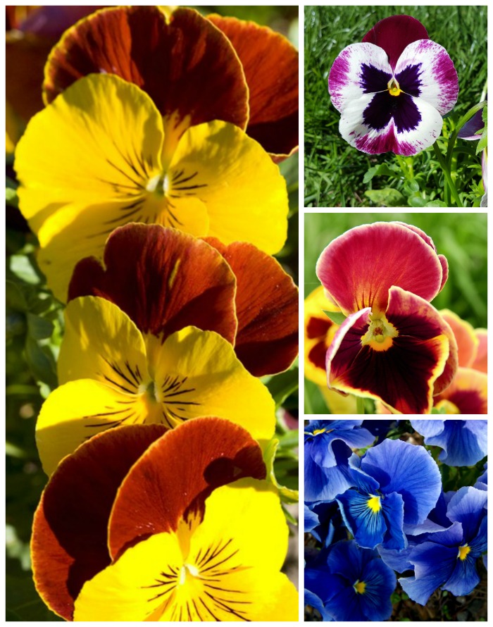 Pansies are a cool loving plant. Get some in now for a splash of early spring color