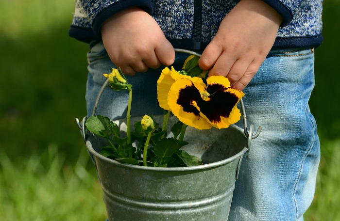 Tips for growing pansies