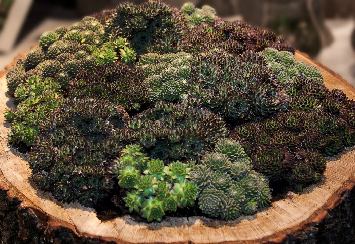 Hardy sempervivums can take the winter cold
