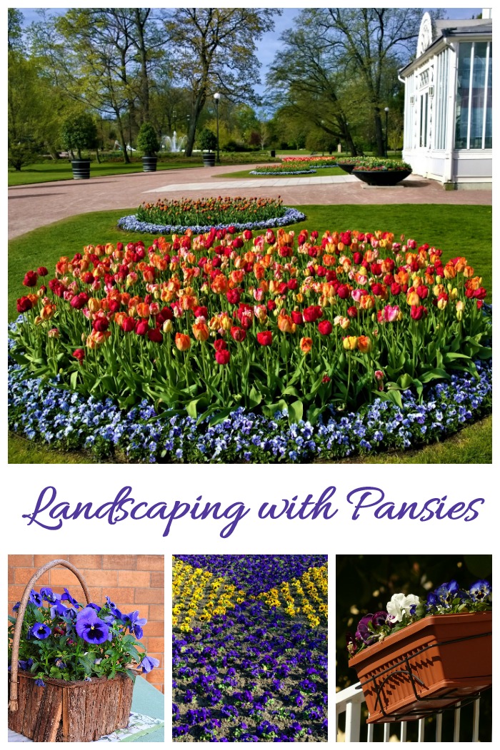 Pansies are a great plant to use in landscaping projects.