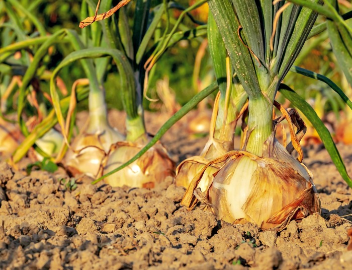 growing onions