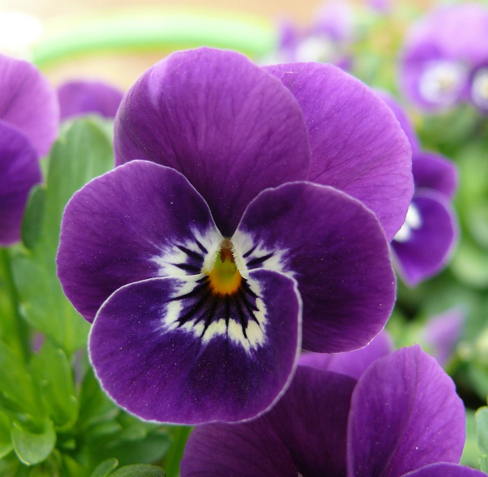 Face on a pansy flower