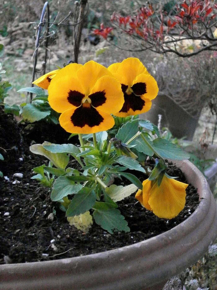 pansies are normally grown as annuals