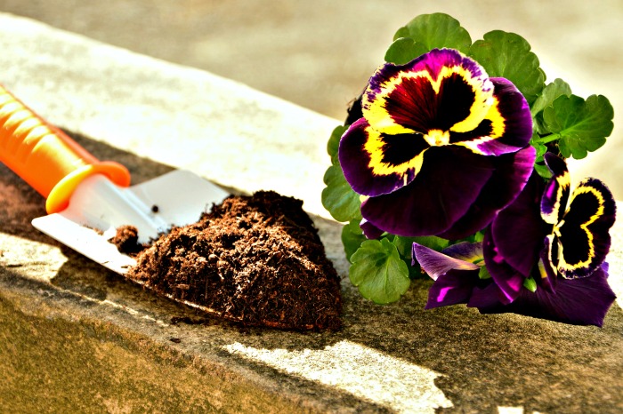 Plant pansies in late fall or early spring