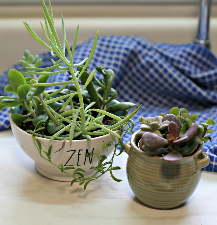 Succulent gardens