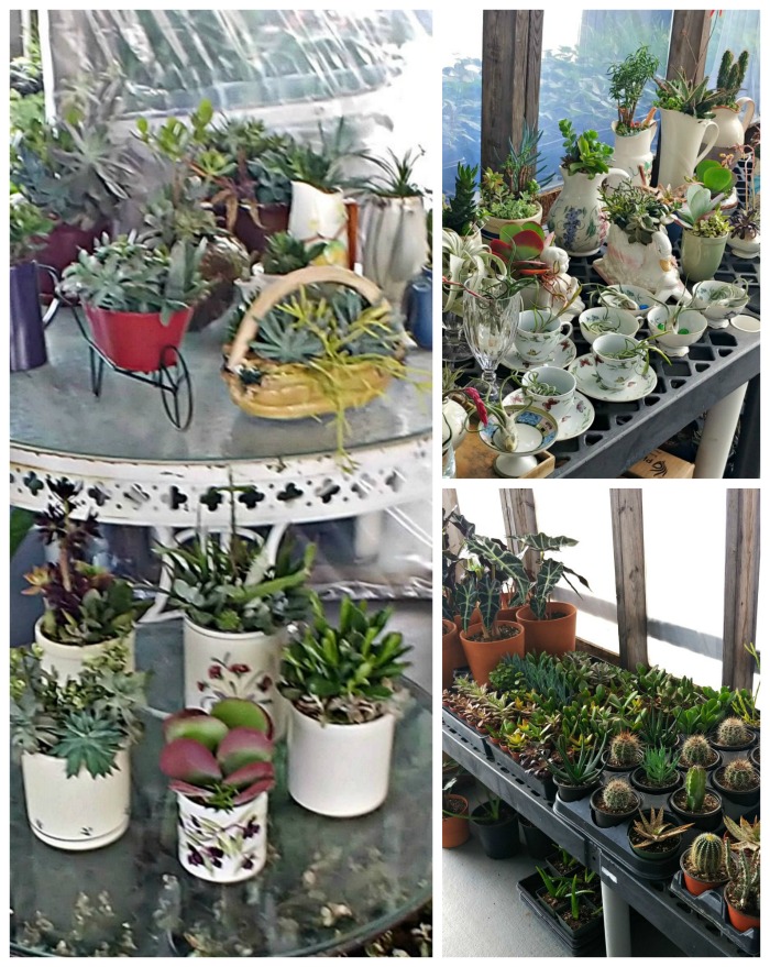 Succulents at the Farmer's Market