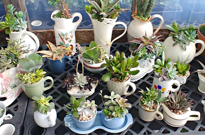 Succulents in teacups