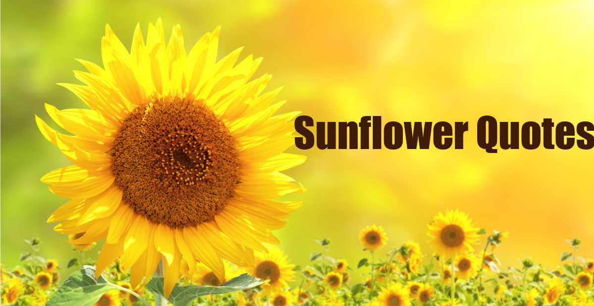 Large sunflower in a field of sunflowers and words reading sunflower quotes.
