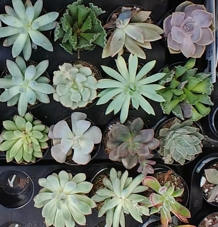 Healthy succulent plants